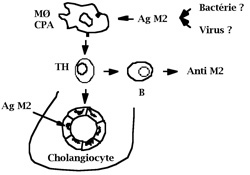propbc_figure1.jpg propbc_figure1.jpg